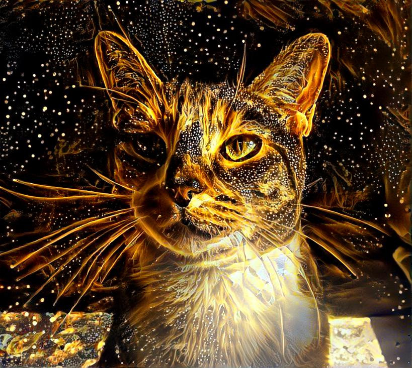 Cosmic cat