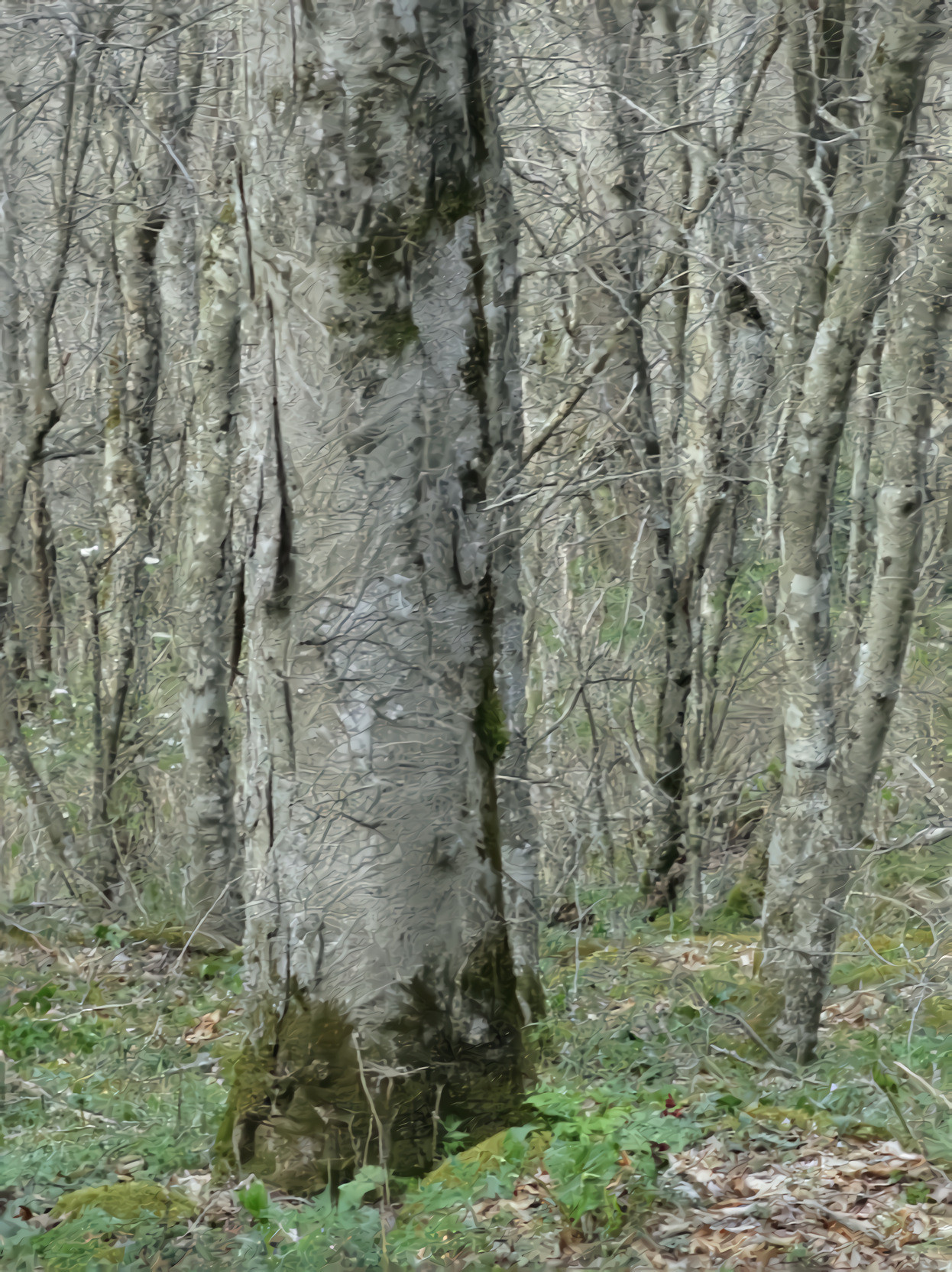 The Trees in the Forest