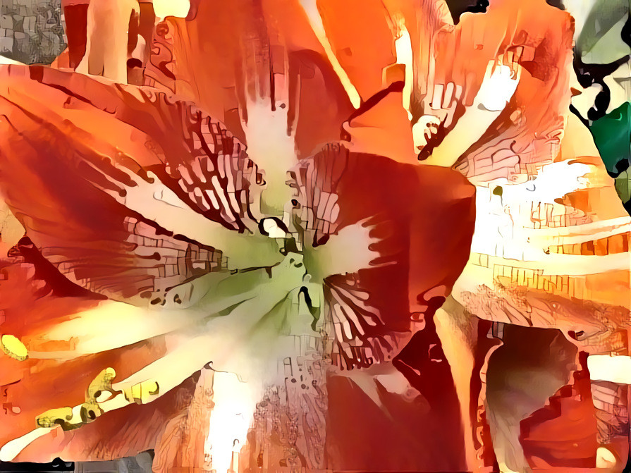 Amaryllis