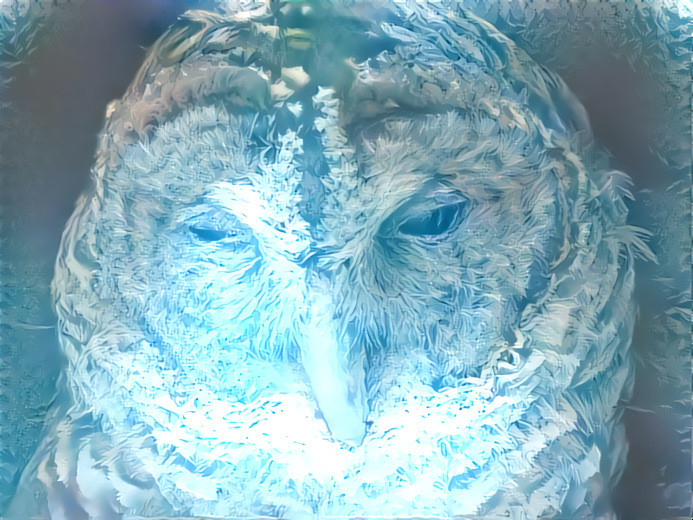 Owl 1