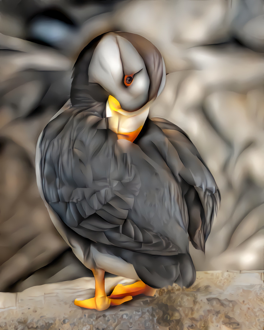 Alaskan Puffin -02