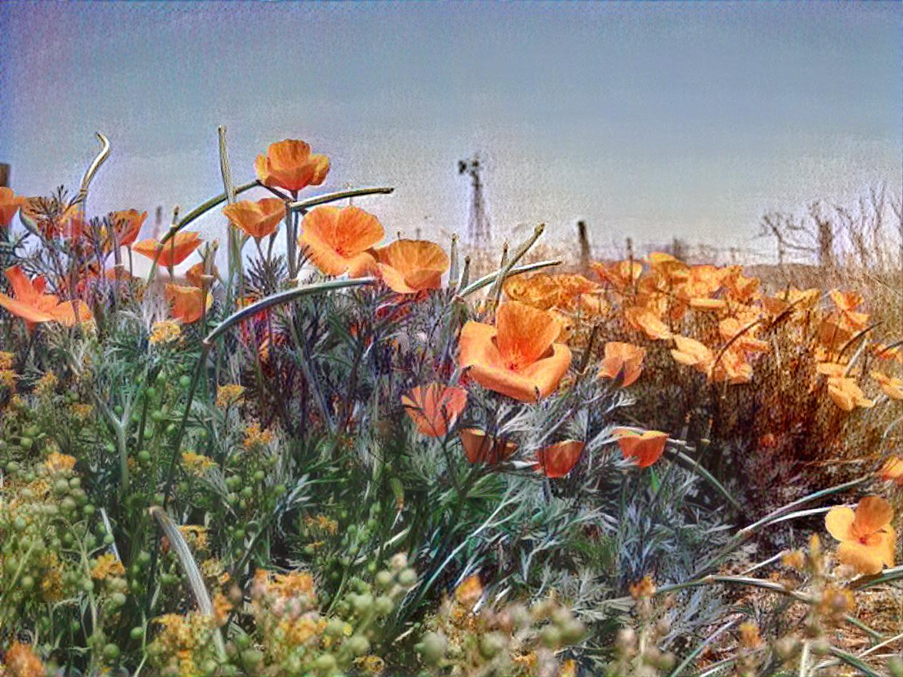 Poppies