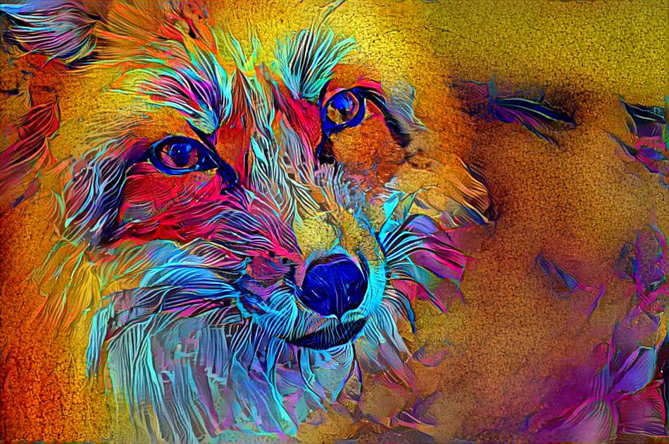 Extravagantly coloured Fox