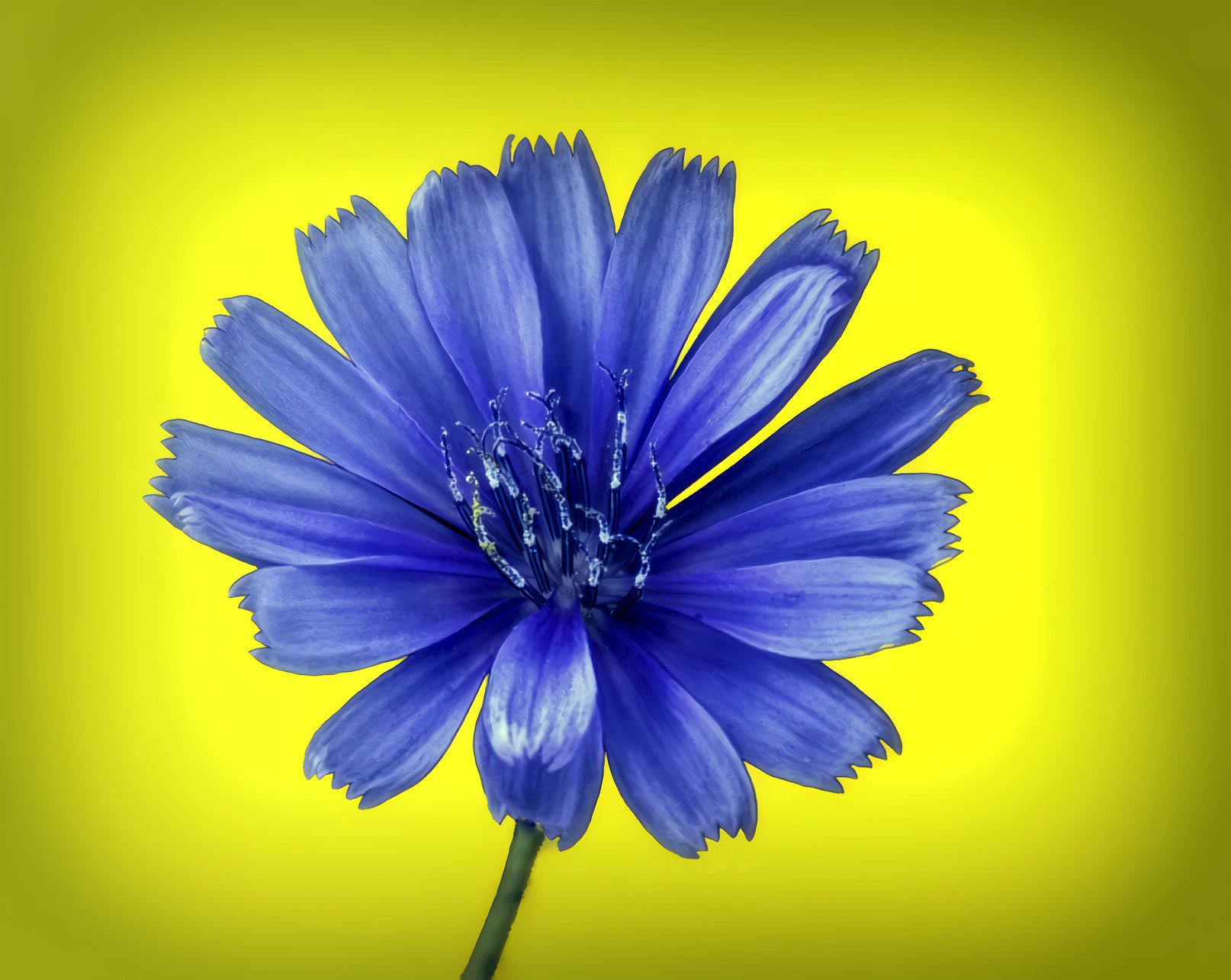 Blue Flower