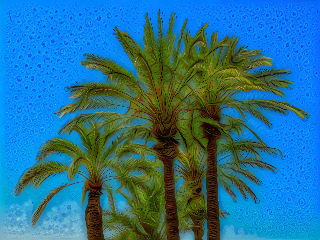 The Beauty of Palm Trees