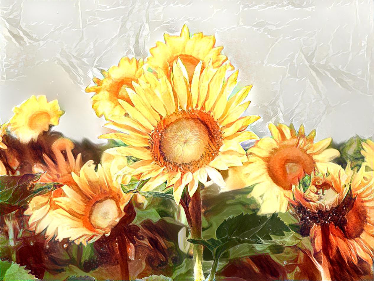 Sunflowers 