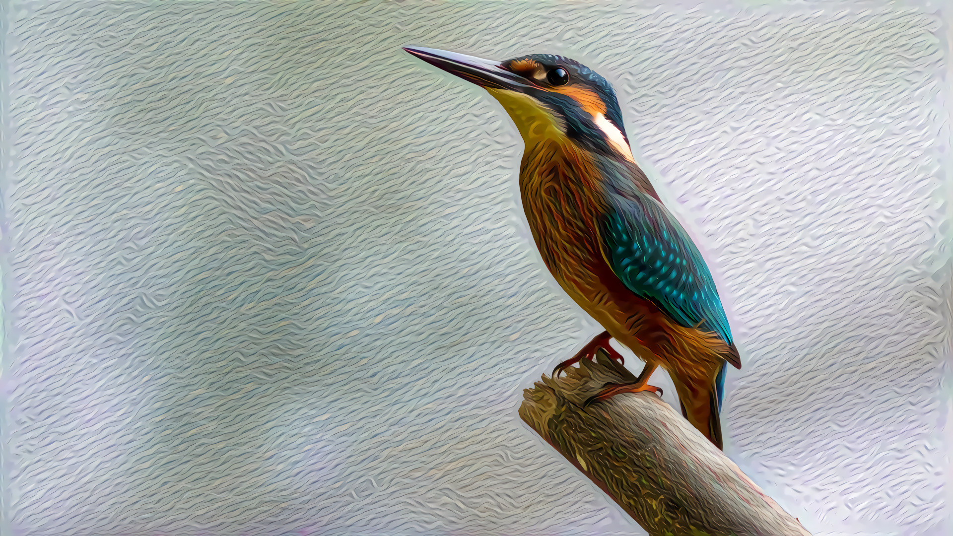 Alcedo Atthis - Common Kingfisher