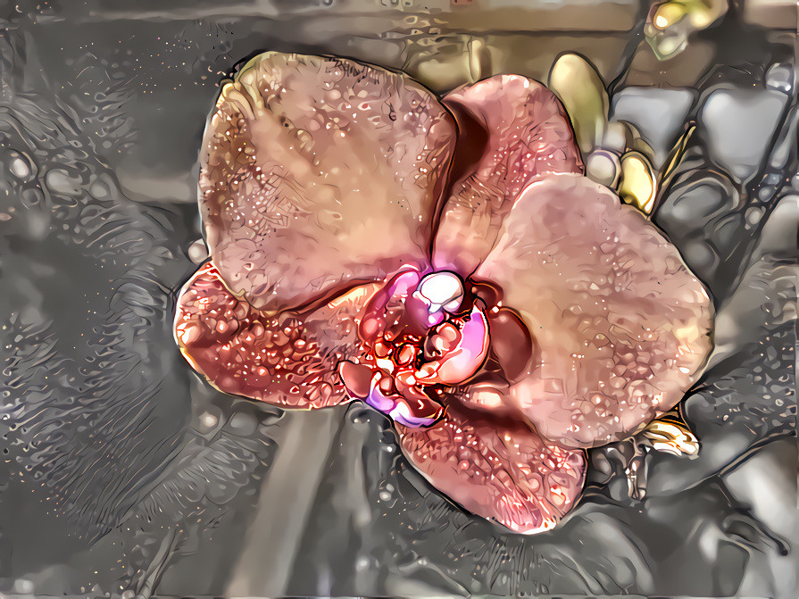 November Orchids #4