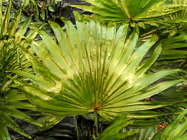 Fern in Hortus, Amsterdam