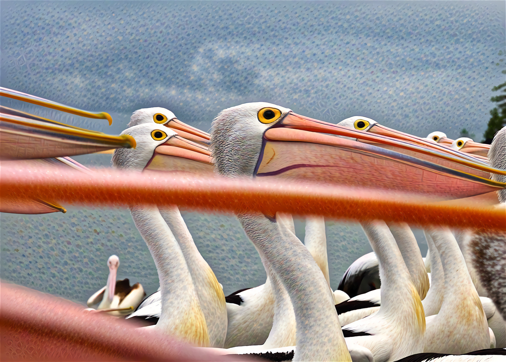 76 Pelicans led the big parade,   with 110 cormorants close at hand