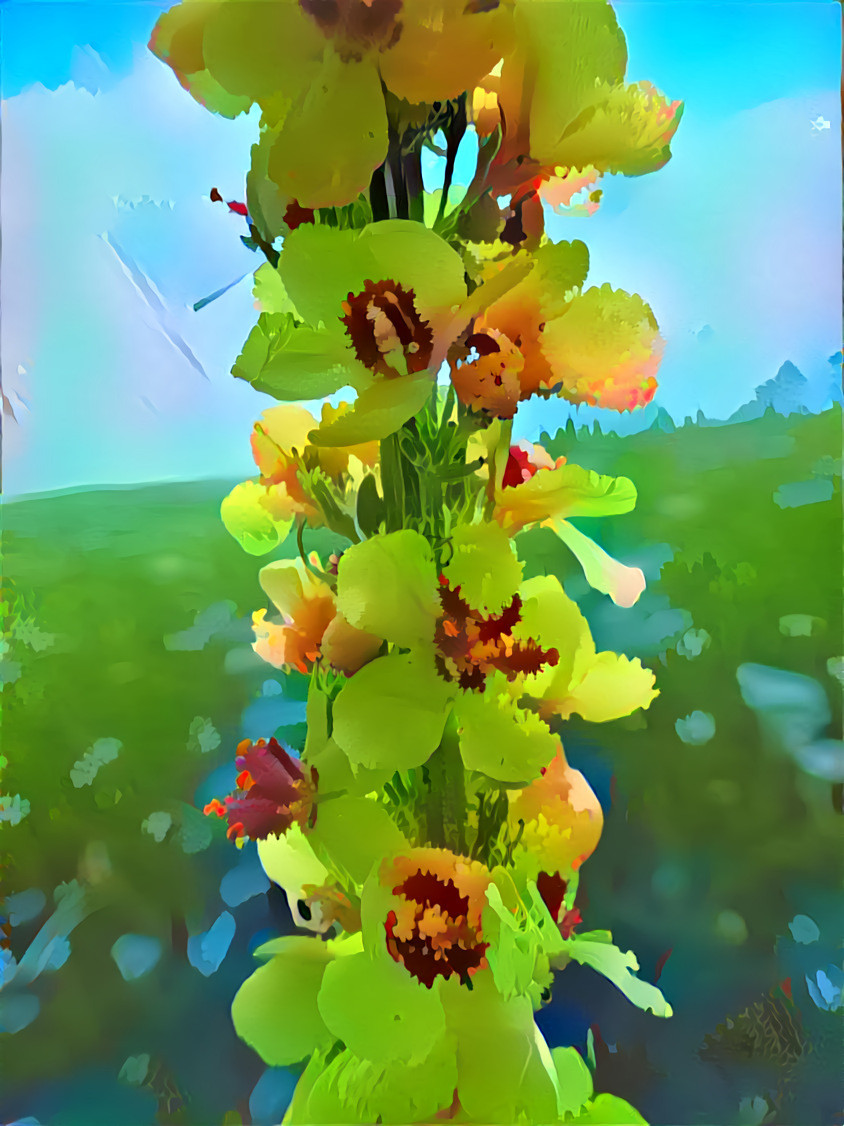 Verbascum 4 landscape-background-4940109