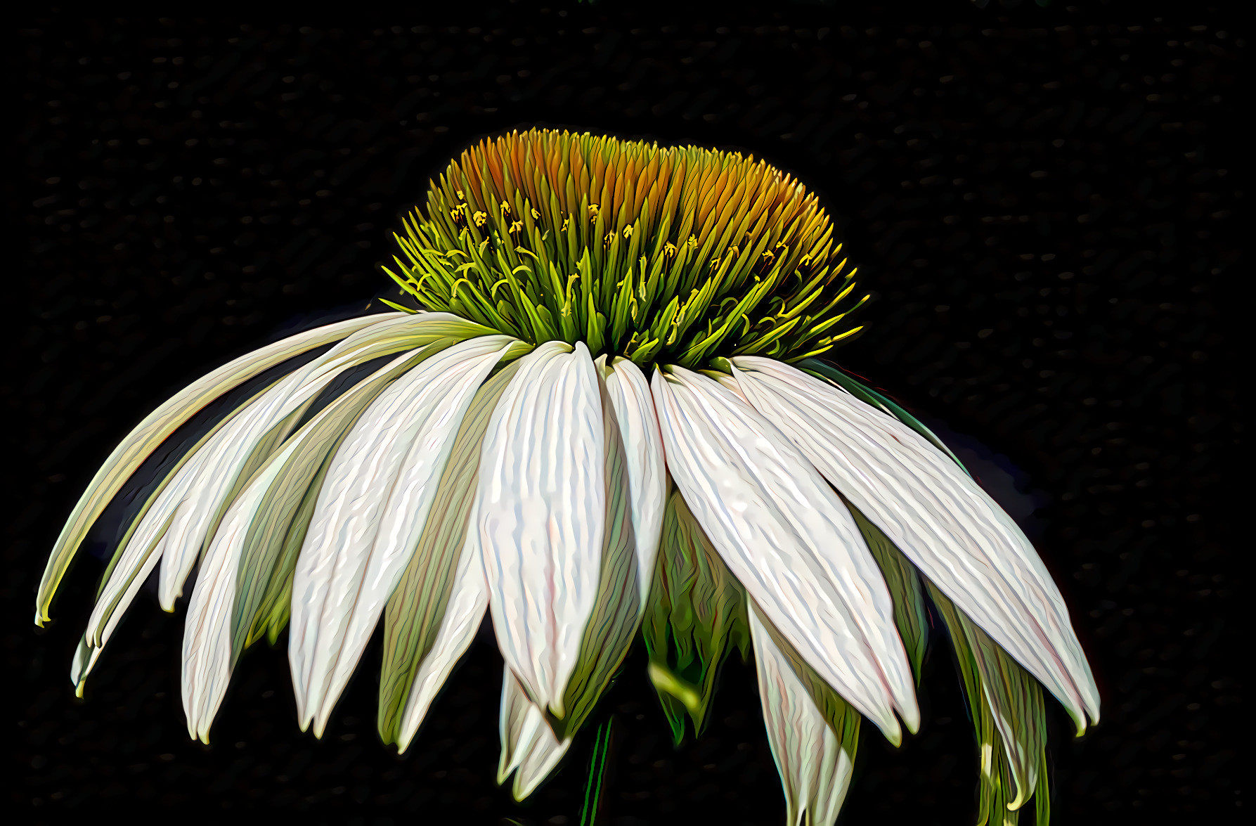 Daisy, Black Background