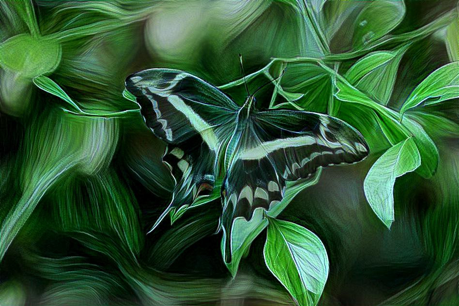 Swallowtail Butterfly