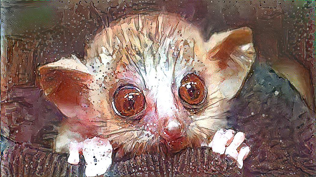 Mouse Lemur