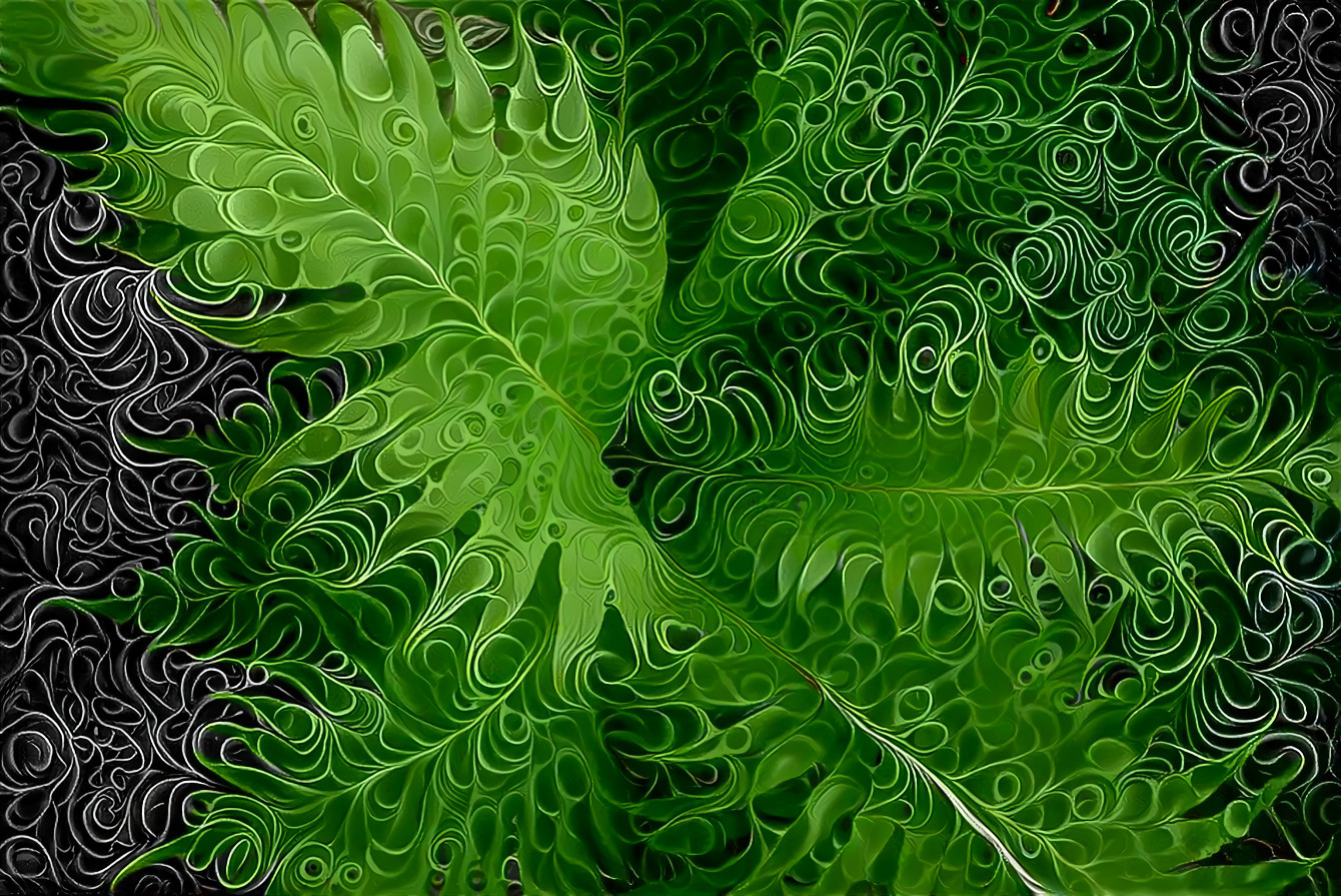 Ferns