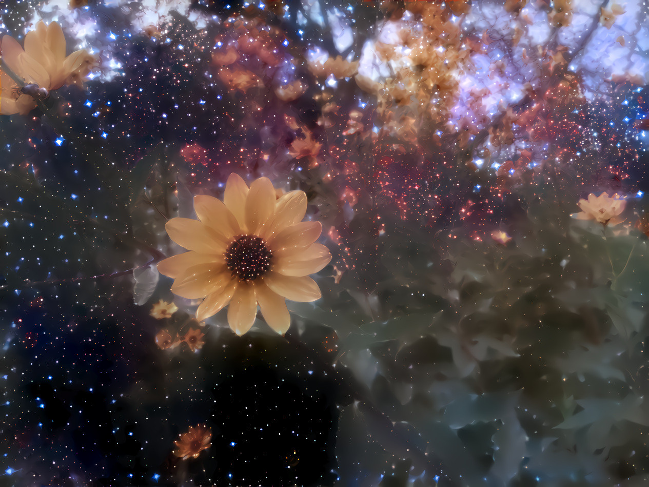 StellarFlowers