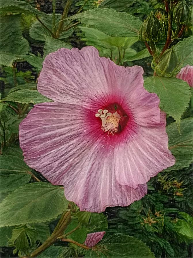 Hibiscus 