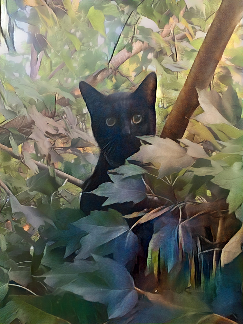 Black_cat_in_maple_tree