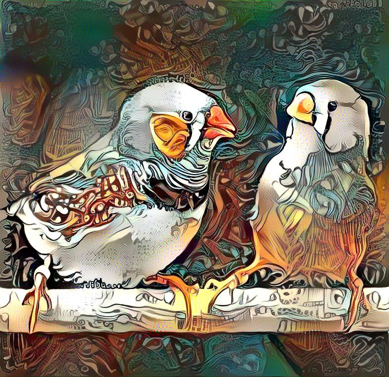 Zebra Finch Pair