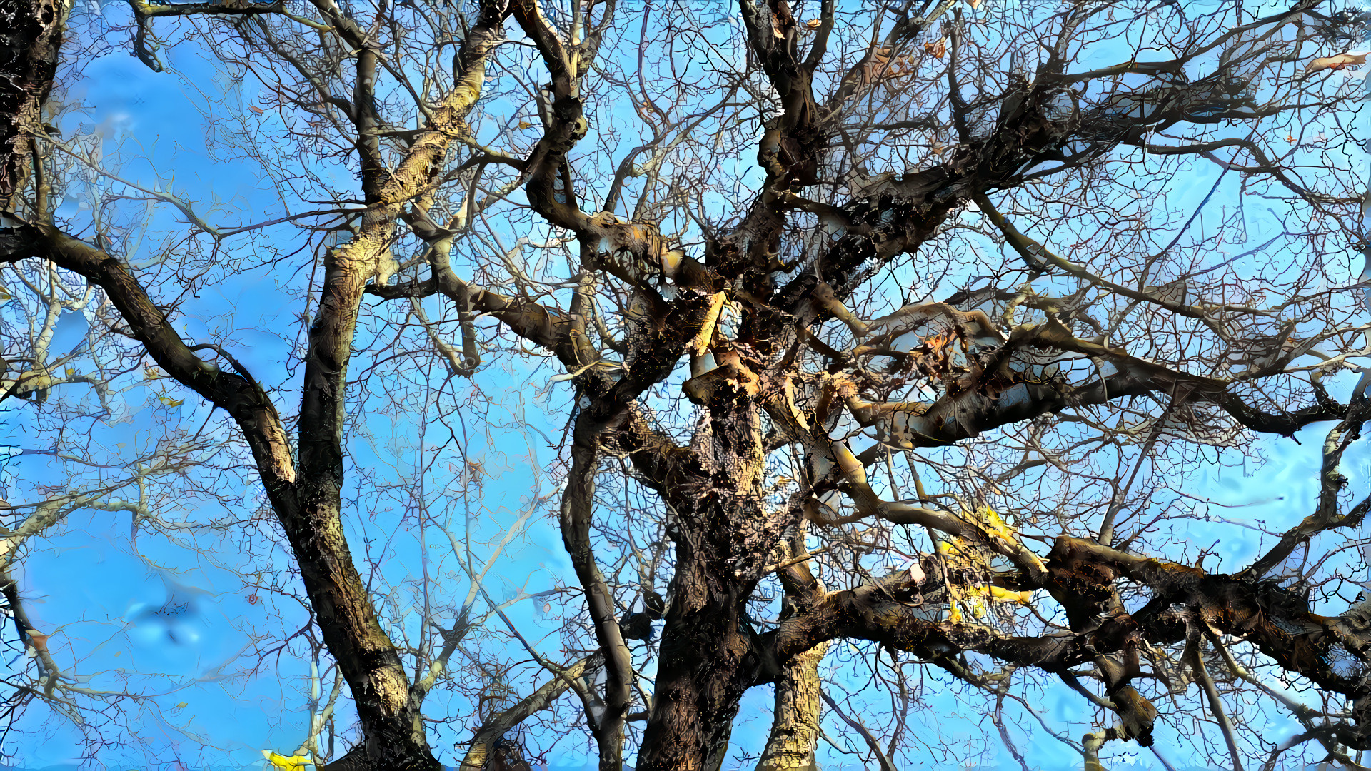 Old Bare Tree