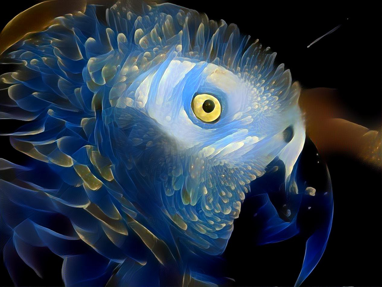 Blue Parrot