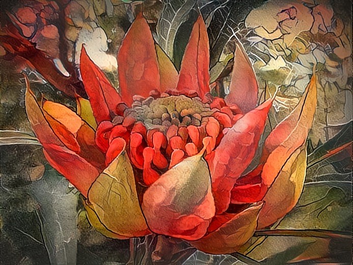 Waratah