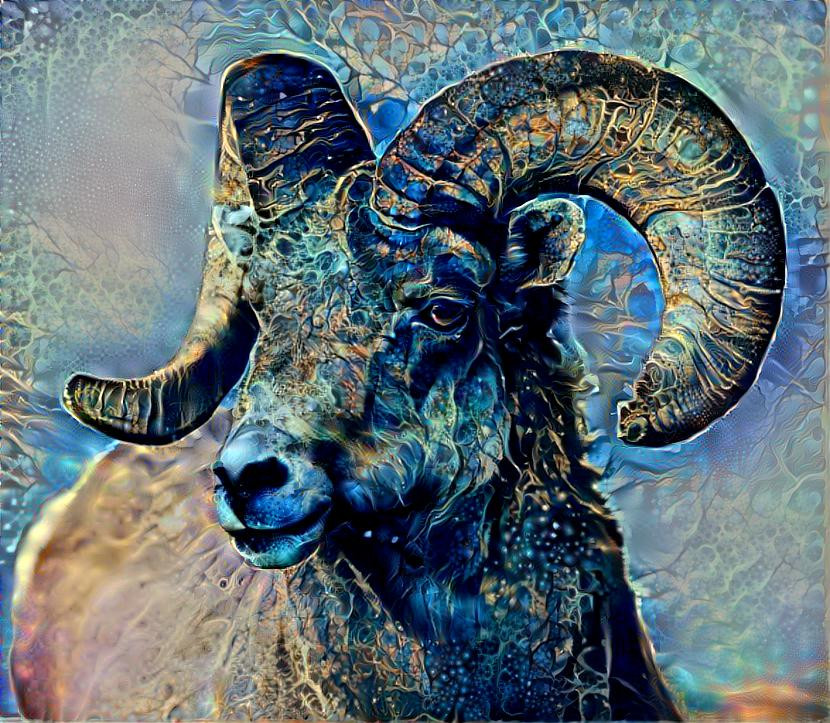 Mountain Sheep