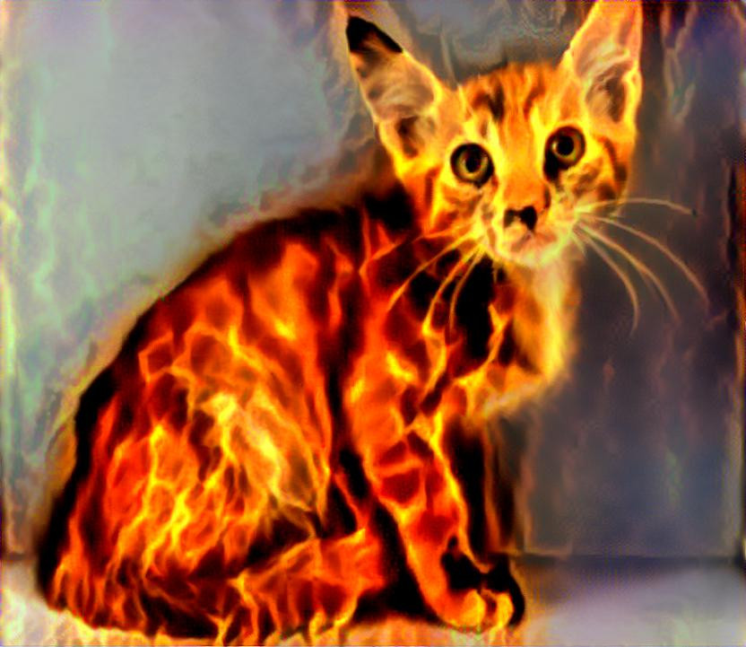 Feline Fire