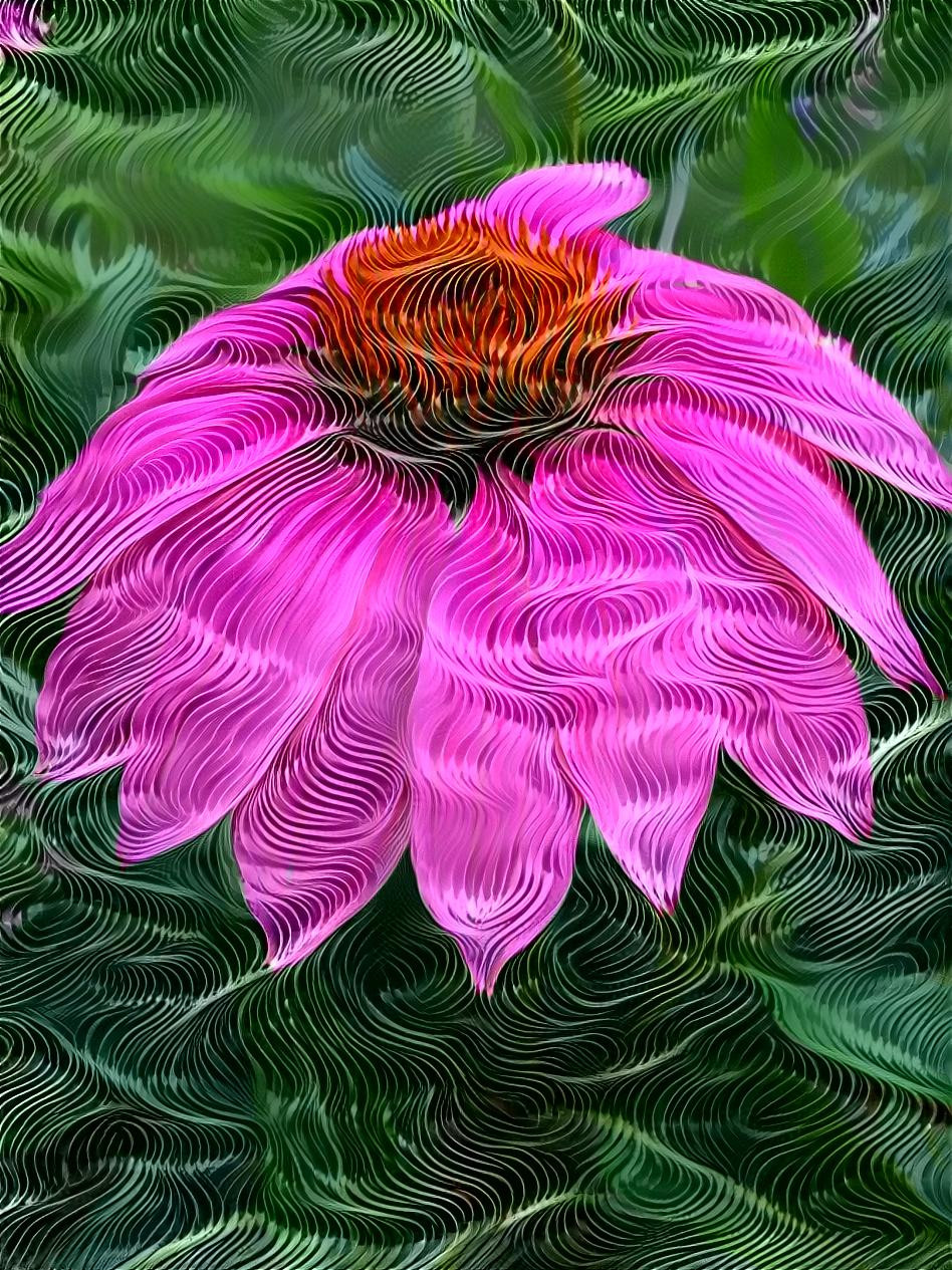 Echinacea