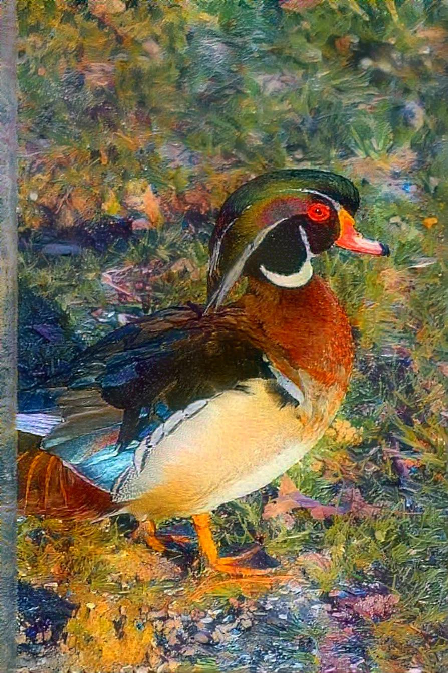 Wood Duck 