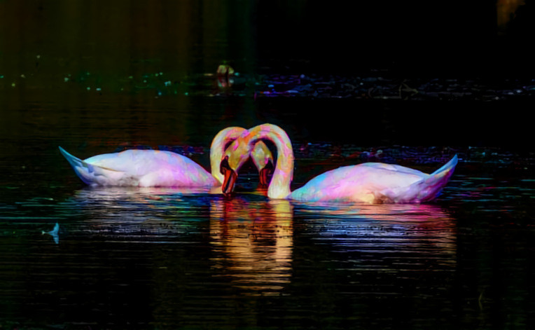 Swan Lake