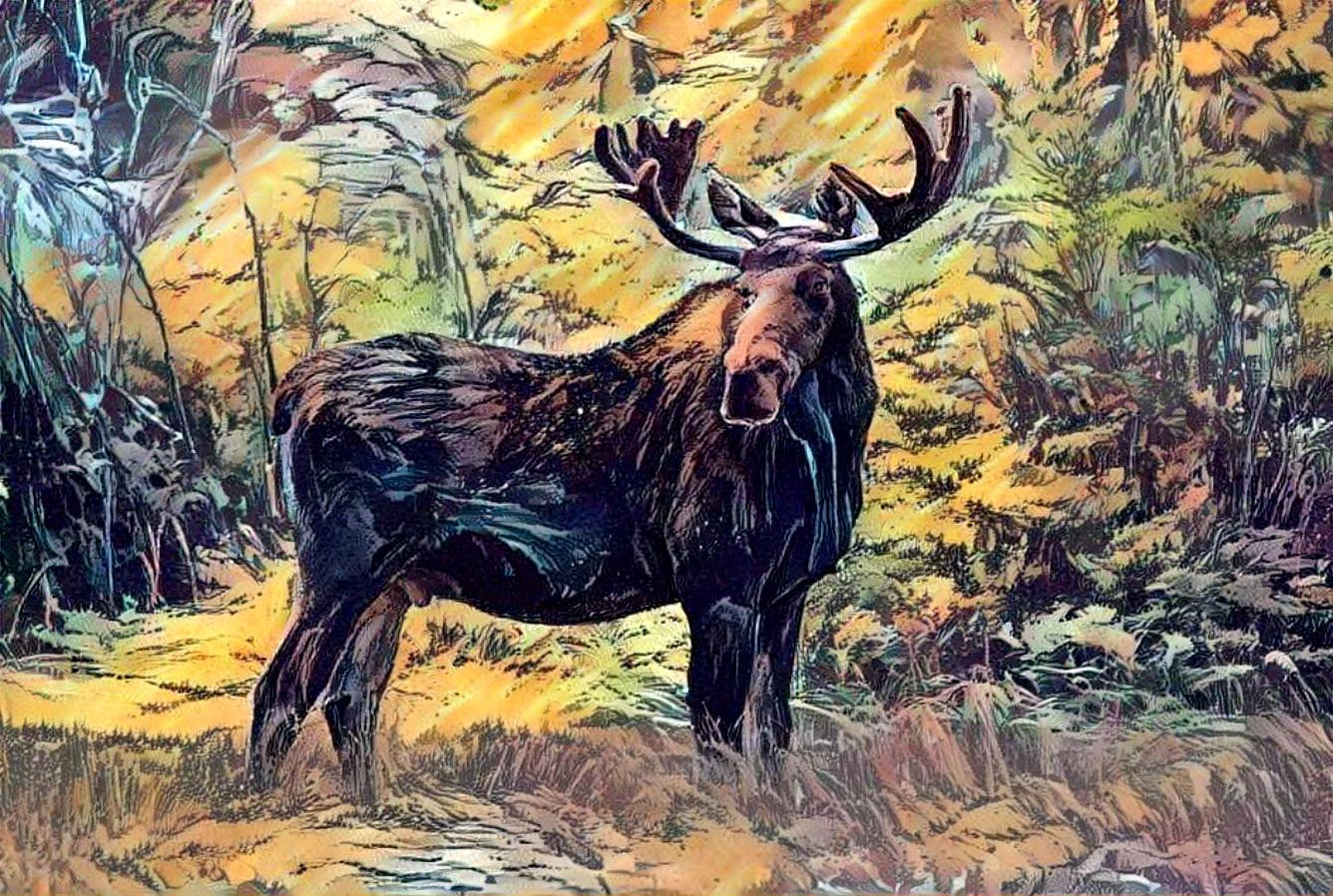 Montana Moose 