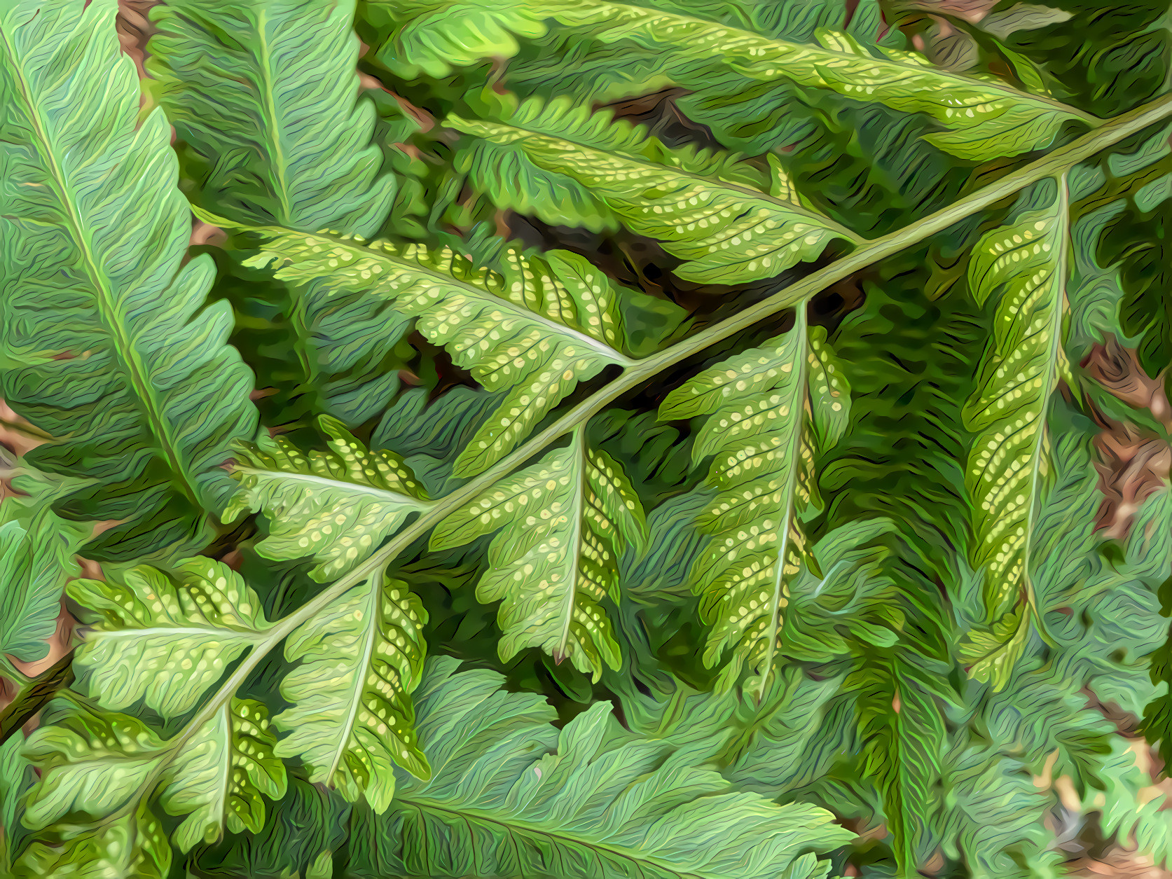 Ferns