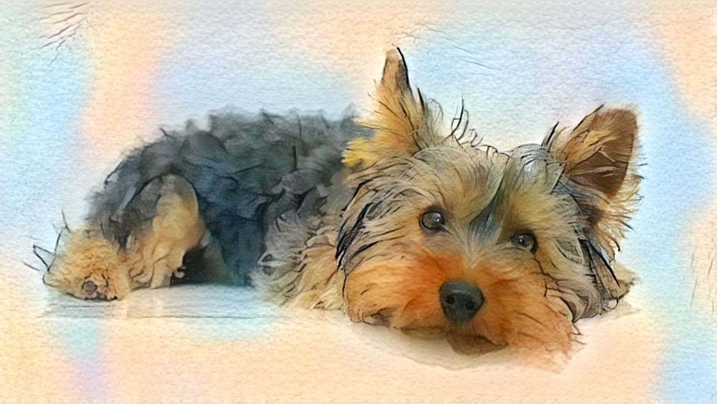 Yorkshire Terrier Puppy