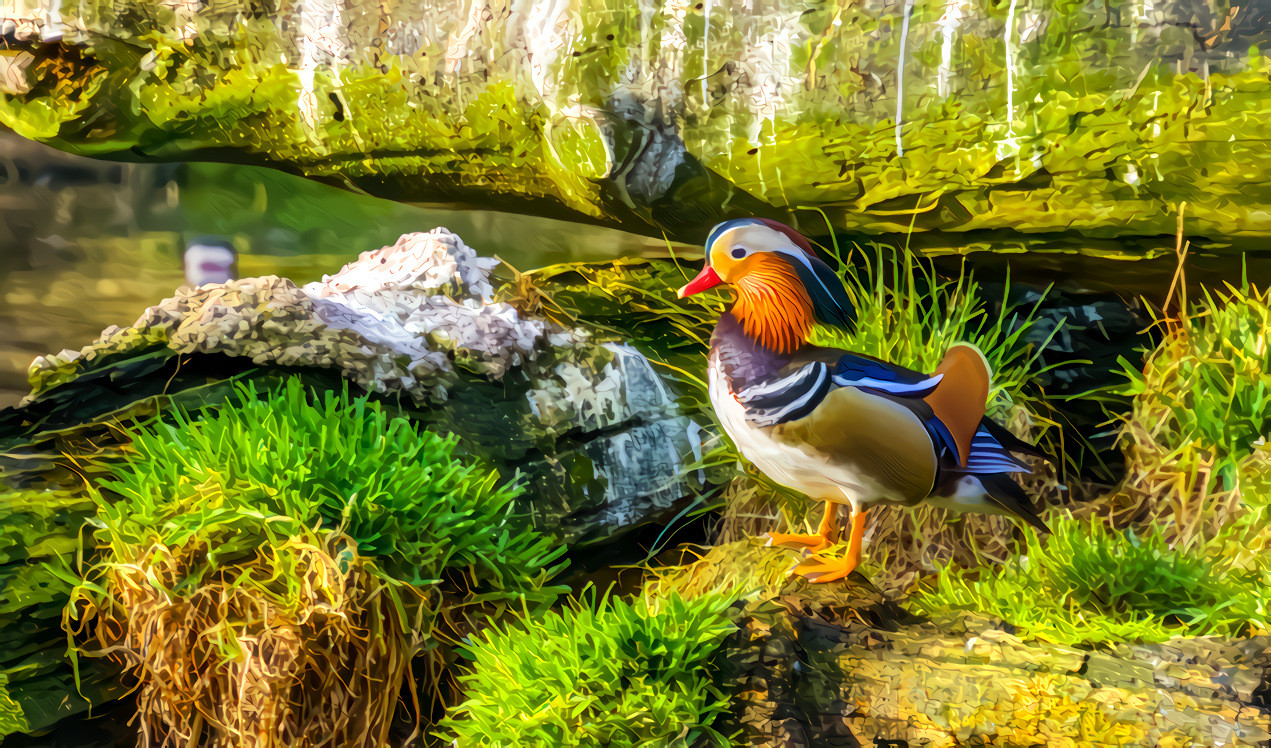 Mandarin Duck 1