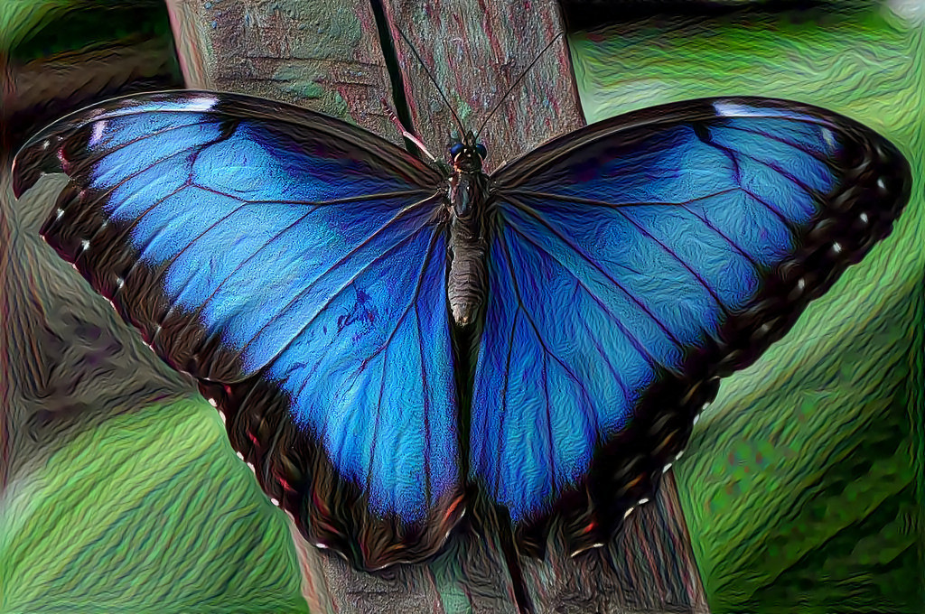 Blue Morpho Butterfly, Costa Rica