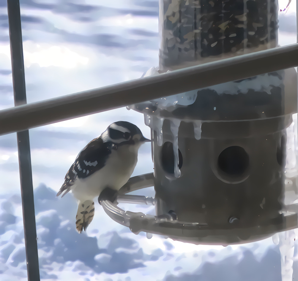 Downy Woodpecker