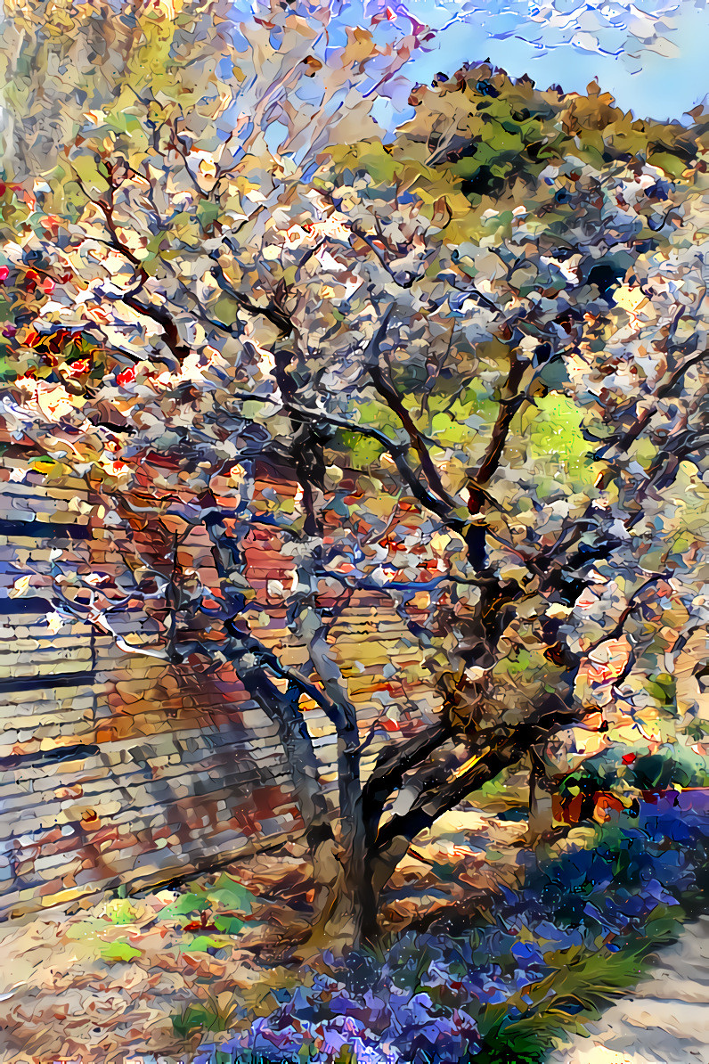 Spring Flowering Tree, Filoli. Source is my own photo.