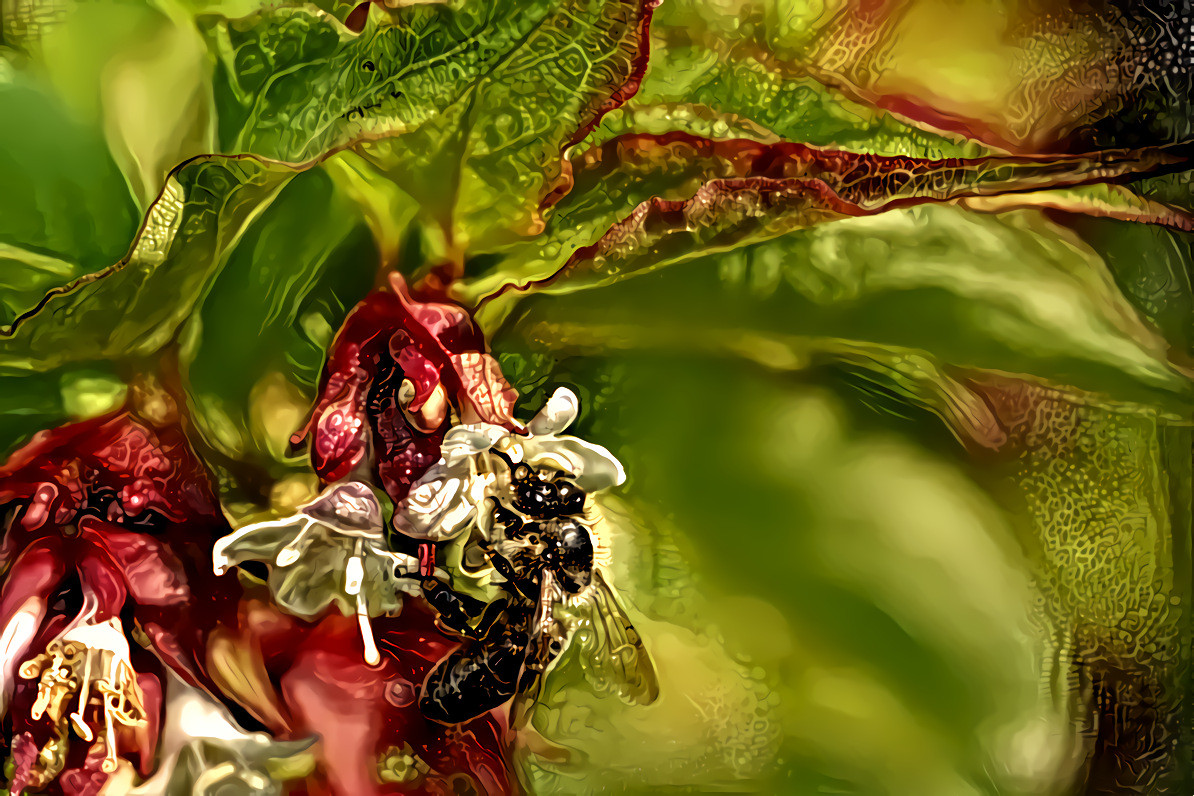 Bee on Himalayan Honeysuckle