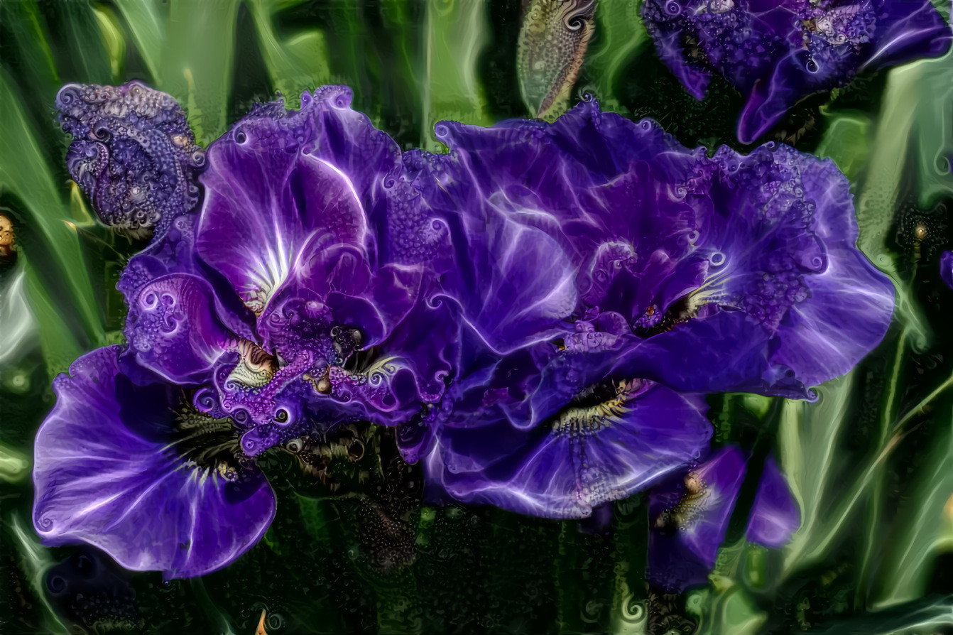 Dwarf Iris