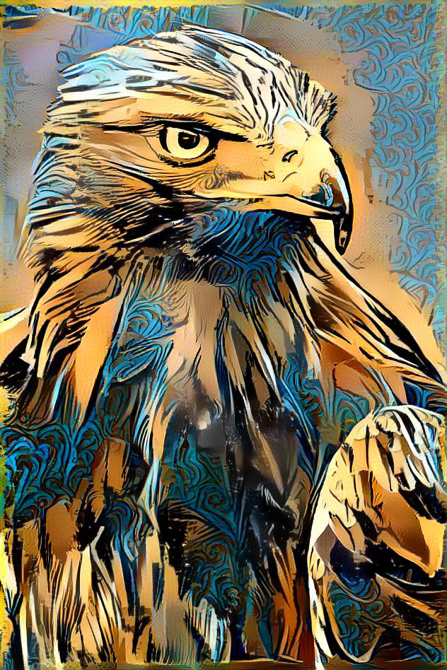 Hawk Glare 