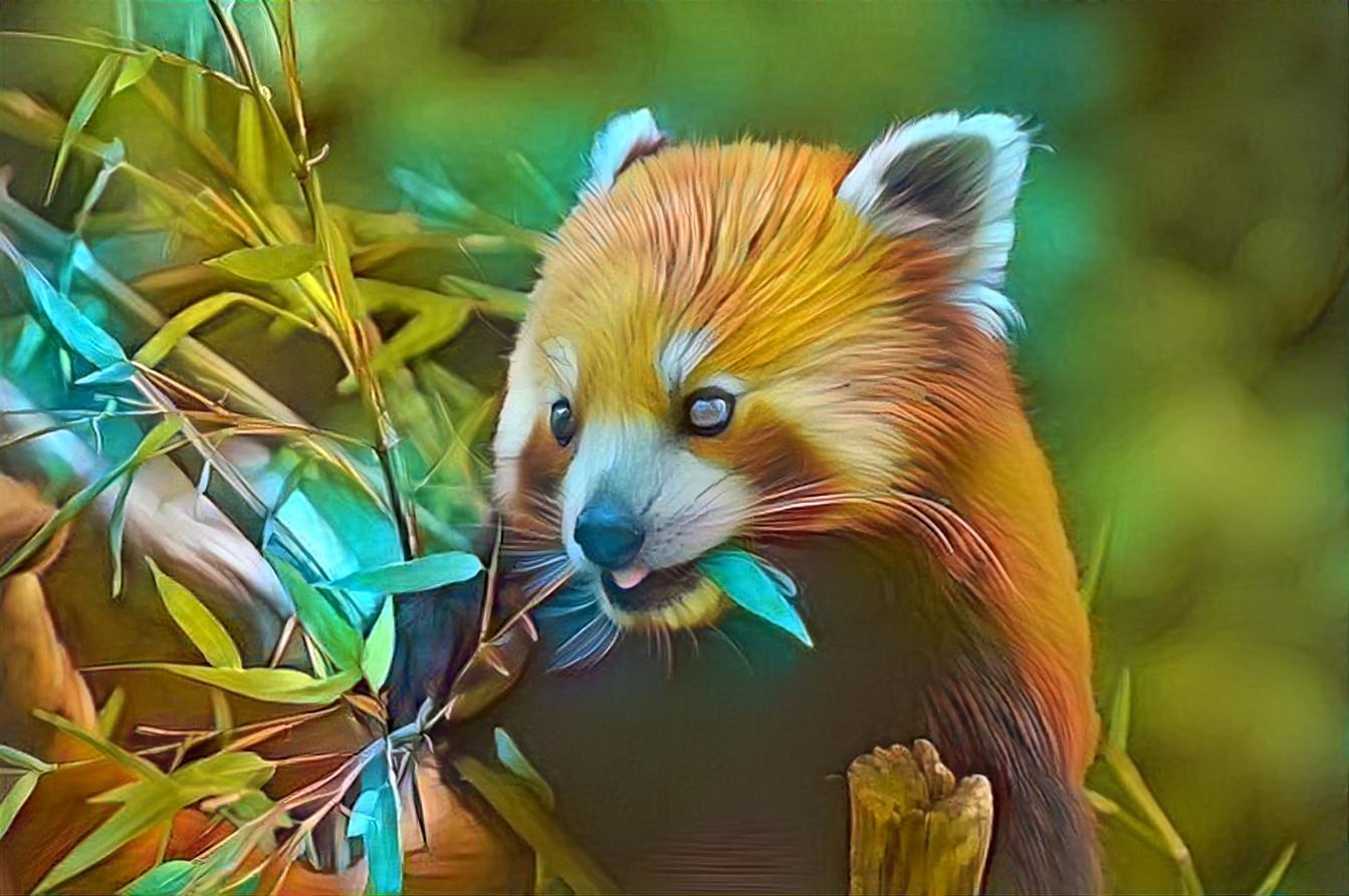 red panda