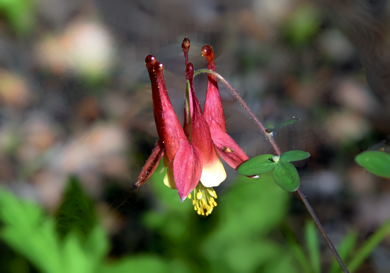 Wild Columbine