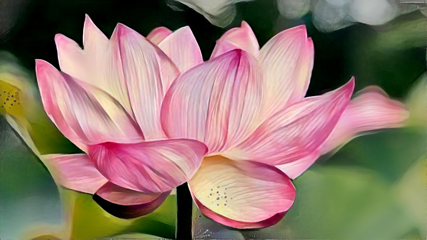 Pink Lily