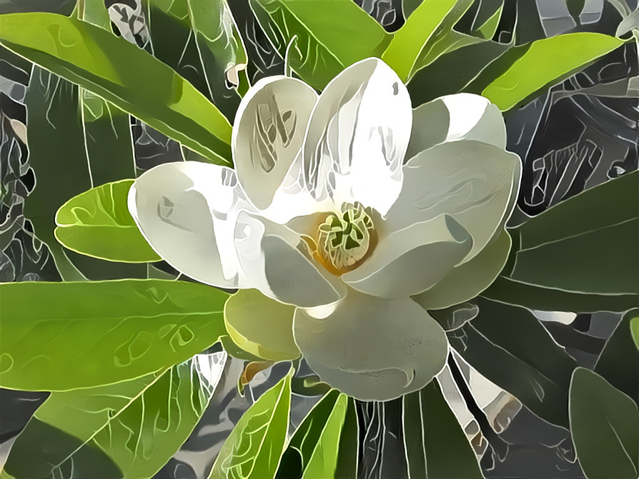 Simple flower - photographer D Berk