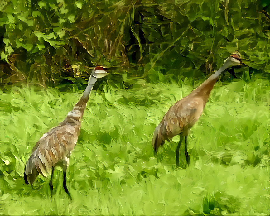 Two Juvenile Sandhill Cranes, Mouthing off, Epic Campus, Verona, Wisconsin. Source is my own photo.