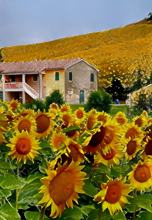 Sunflowers