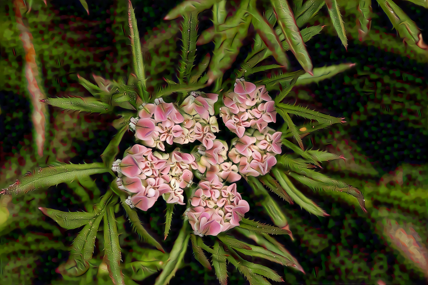 Carrot pink flowers