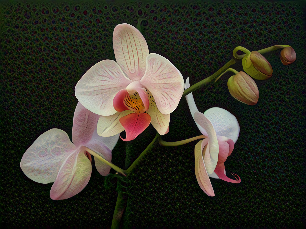 Orchid Phalaenopsis