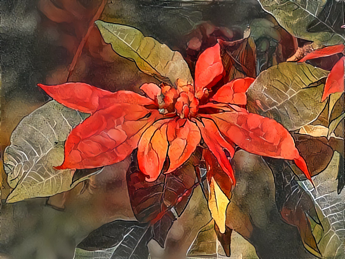 Poinsettia